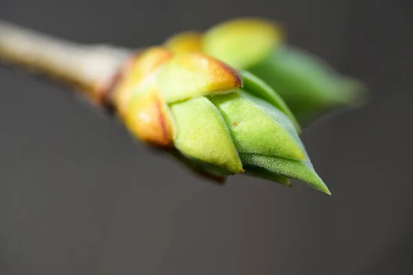 Una Hermosa Hoja Primavera Temprana Arbusto Lila Brote Hinchado Lila — Foto de Stock