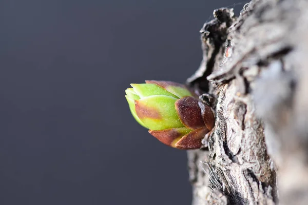 Una Hermosa Hoja Primavera Temprana Arbusto Lila Brote Hinchado Lila — Foto de Stock