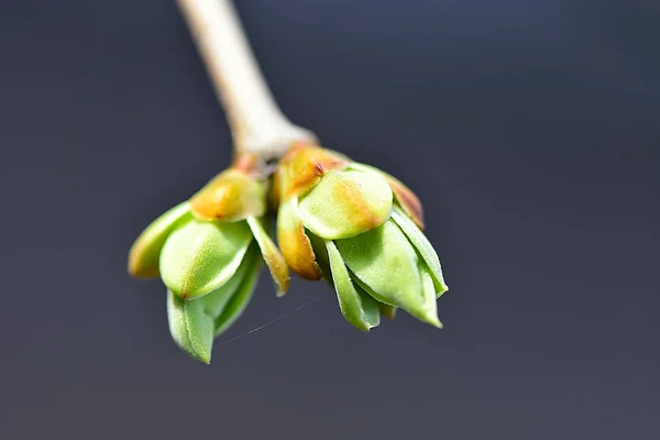Una Hermosa Hoja Primavera Temprana Arbusto Lila Brote Hinchado Lila — Foto de Stock