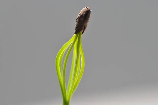 Primavera Belos Brotos Precoces Jovens Árvore Conífera Pinheiro Abeto Abeto — Fotografia de Stock