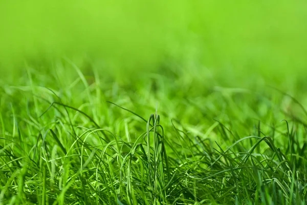 Hermoso Perfecto Fondo Verde Por Hierba Fresca Con Fondo Borroso — Foto de Stock