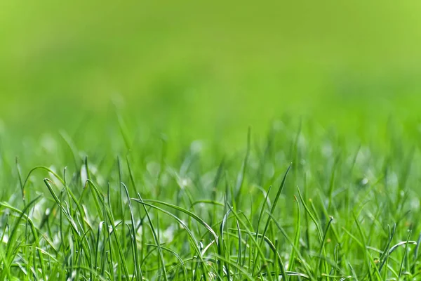 Hermoso Perfecto Fondo Verde Por Hierba Fresca Con Fondo Borroso — Foto de Stock