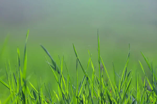 Hermoso Perfecto Fondo Verde Por Hierba Fresca Con Fondo Borroso — Foto de Stock