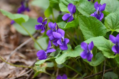 Bir güzel bahar çiçek ormandaki erken Bahar. Çok yıllık otsu bitki - Viola odorata (ahşap Menekşe, tatlı mor, İngilizce Menekşe, ortak Menekşe, çiçekçi'nın Menekşe, Bahçe viole)
