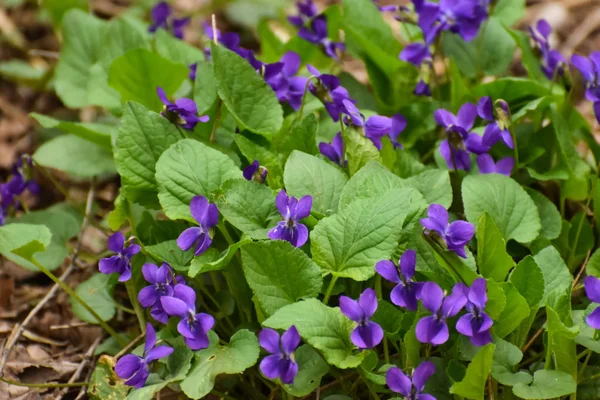 Krásný Jarní Květina Lese Brzy Jaře Vytrvalá Rostlina Viola Odorata — Stock fotografie