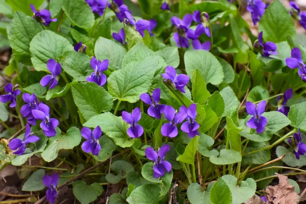 Bir güzel bahar çiçek ormandaki erken Bahar. Çok yıllık otsu bitki - Viola odorata (ahşap Menekşe, tatlı mor, İngilizce Menekşe, ortak Menekşe, çiçekçi'nın Menekşe, Bahçe viole)