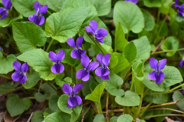 Bir güzel bahar çiçek ormandaki erken Bahar. Çok yıllık otsu bitki - Viola odorata (ahşap Menekşe, tatlı mor, İngilizce Menekşe, ortak Menekşe, çiçekçi'nın Menekşe, Bahçe viole)