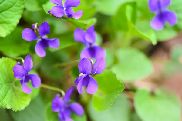 Kaunis Kevät Kukka Metsässä Varhainen Kevät Ruohomaiset Monivuotinen Kasvi Viola — kuvapankkivalokuva