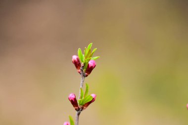 Meyve ağaçları ve bahar yağmur çiçeklenme. Yağmurlu havada bahar bahçe.