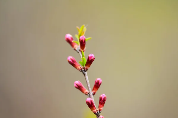 Árboles Frutales Florecientes Lluvia Primaveral Jardín Primavera Tiempo Lluvioso — Foto de Stock