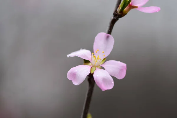 Blühende Obstbäume Und Frühjahrsregen Frühlingsgarten Bei Regnerischem Wetter — Stockfoto