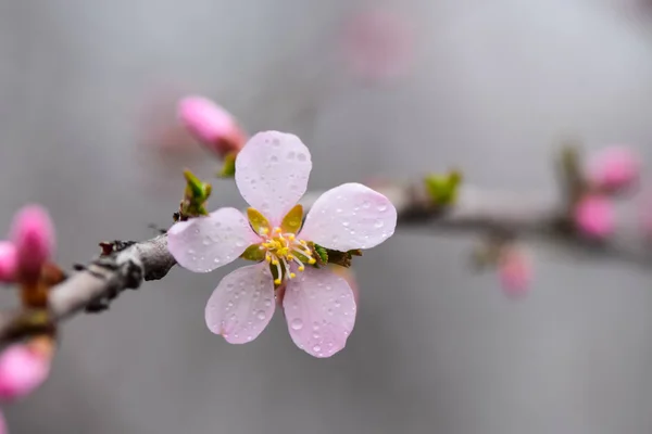 Blühende Obstbäume Und Frühjahrsregen Frühlingsgarten Bei Regnerischem Wetter — Stockfoto