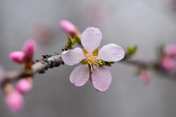 Blühende Obstbäume Und Frühjahrsregen Frühlingsgarten Bei Regnerischem Wetter — Stockfoto