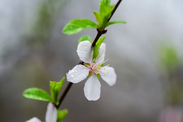 Blühende Obstbäume Und Frühjahrsregen Frühlingsgarten Bei Regnerischem Wetter — Stockfoto