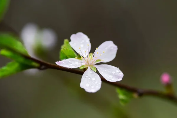 Blühende Obstbäume Und Frühjahrsregen Frühlingsgarten Bei Regnerischem Wetter — Stockfoto