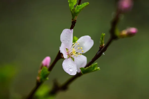 Blühende Obstbäume Und Frühjahrsregen Frühlingsgarten Bei Regnerischem Wetter — Stockfoto