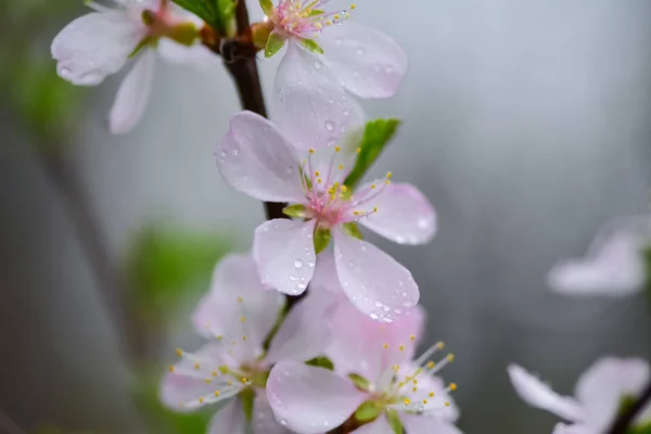 Цветущие Плодовые Деревья Весенний Дождь Весна Сад Дождливую Погоду — стоковое фото