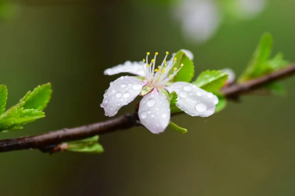 Blühende Obstbäume Und Frühjahrsregen Frühlingsgarten Bei Regnerischem Wetter — Stockfoto