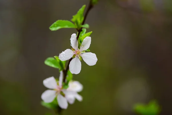 Blühende Obstbäume Und Frühjahrsregen Frühlingsgarten Bei Regnerischem Wetter — Stockfoto