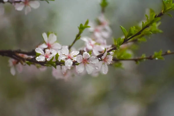 Kwitnienia Drzew Owocowych Deszcz Ogród Wiosną Deszczowa Pogoda — Zdjęcie stockowe