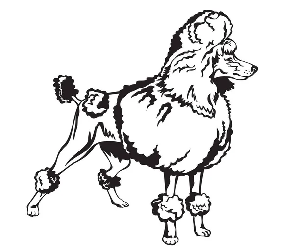Ilustração vetorial Poodle decorativa — Vetor de Stock