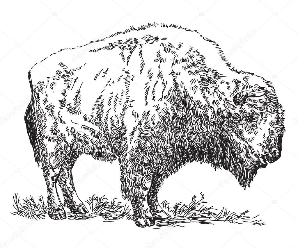  Bison vector hand drawing illustration