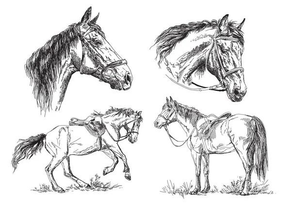 Set of vector hand drawing horses in black and white — Stock Vector