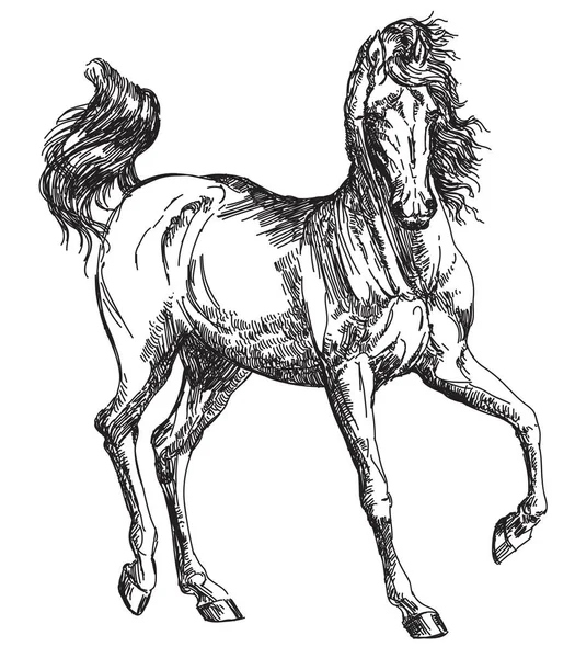 Arap atı el illüstrasyon çizimi — Stok Vektör