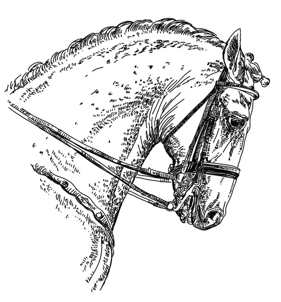 Ilustración de dibujo a mano de caballo andaluz — Vector de stock
