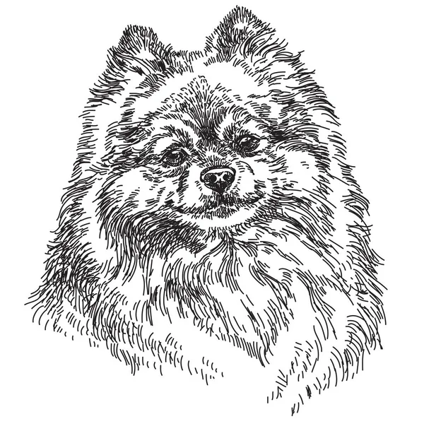 Ruční malé Pomeranian vektorové ilustrace — Stockový vektor