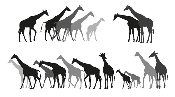 Grupp av svart och grå siluetter av giraffer — Stock vektor