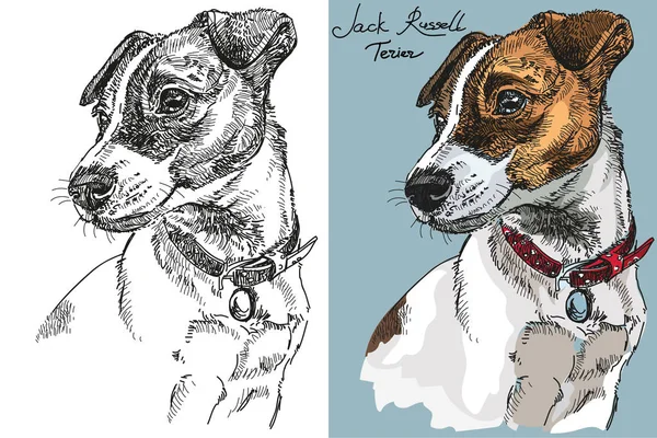 Vector Jack Russel terrier na cor e preto e branco —  Vetores de Stock