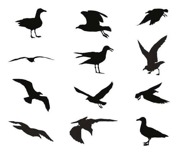 Conjunto de silhuetas de gaivotas —  Vetores de Stock