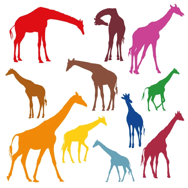 Sada barevných siluet žiraf — Stockový vektor