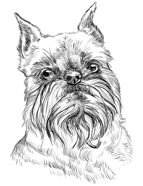 Γκριφον σκύλο πορτρέτο διάνυσμα — Διανυσματικό Αρχείο