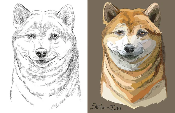 Kleur en zwart-wit Shiba Inu vector portret — Stockvector