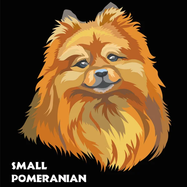 เวกเตอร์ Pomeranian ขนาดเล็กสี — ภาพเวกเตอร์สต็อก