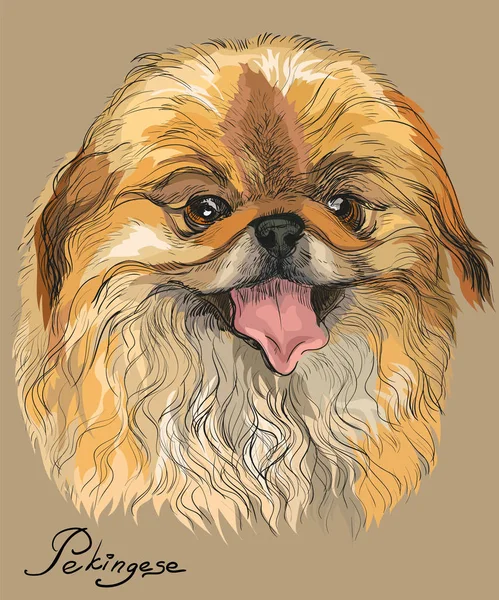Vector colored portrait of Pekingese dog — Stock Vector