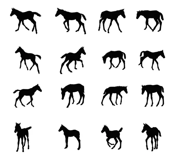 Set of silhouettes of foals — Stock Vector