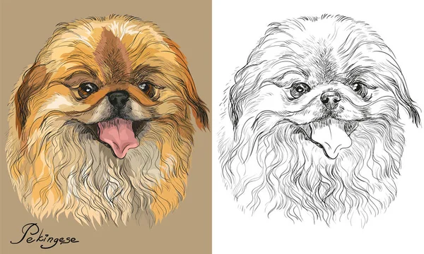 Retrato vetorial de cão Pekingese colorido e preto e branco —  Vetores de Stock