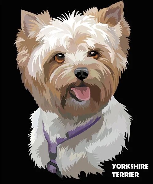 Coloful vector portrait of Yorkshire Terrier — Stock Vector