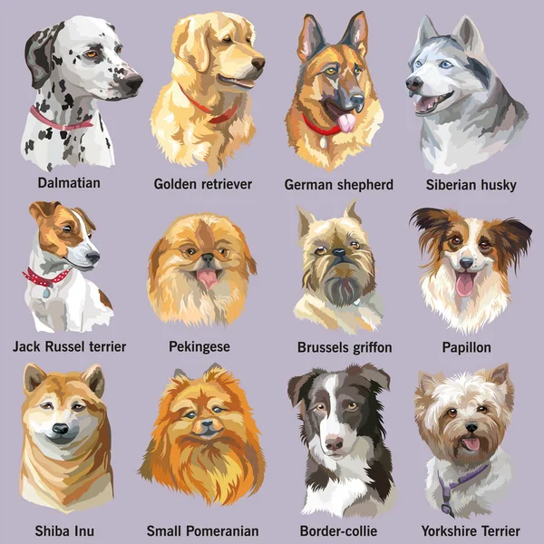 Conjunto de retratos de razas de perros — Vector de stock