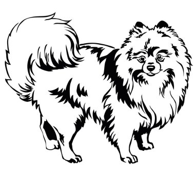 Decorative standing portrait of Dog Pomeranian (Spitz) vector il clipart