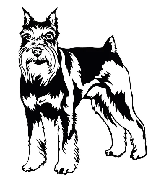 犬ミニチュア ・ シュナウザーの装飾的な立っている肖像画、ベクトル — ストックベクタ