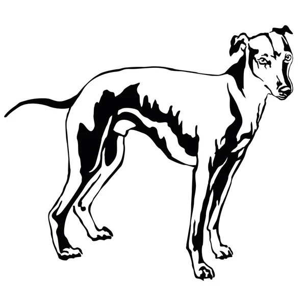 Retrato de pie decorativo de perro Whippet, ilustración vectorial — Archivo Imágenes Vectoriales