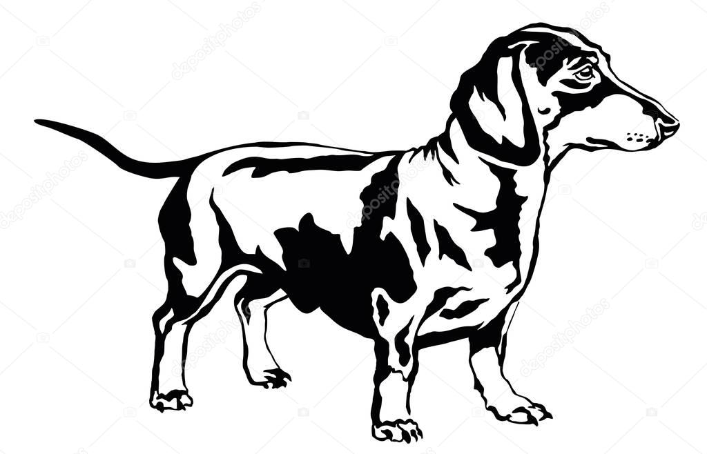 Decorative standing portrait of dog dachshund, vector illustrati