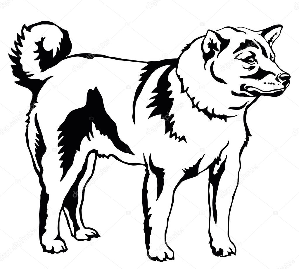Decorative standing portrait of dog Shiba Inu, vector illustrati