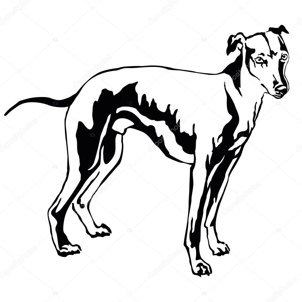 Decorative standing portrait of dog Whippet, vector illustration