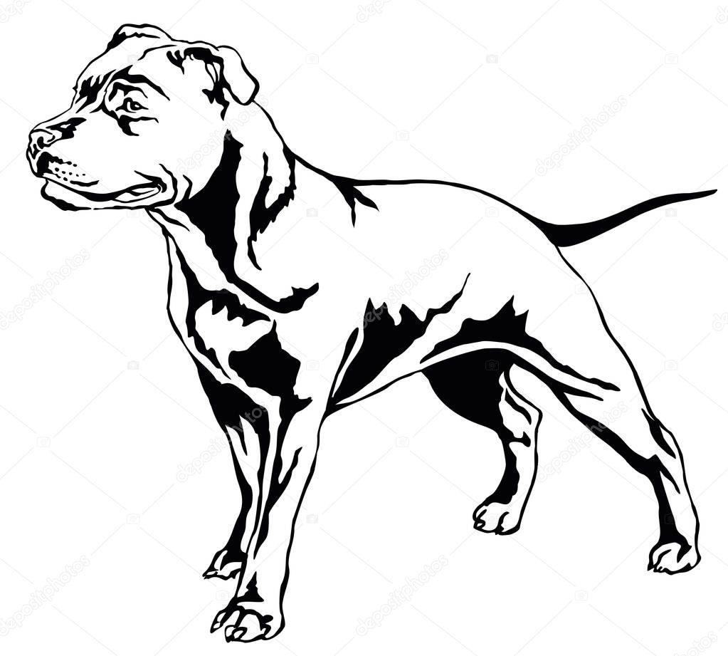 Decorative standing portrait of dog Staffordshire Bull Terrier v