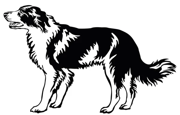 Retrato de pé decorativo de cão fronteira collie, vetor illust —  Vetores de Stock